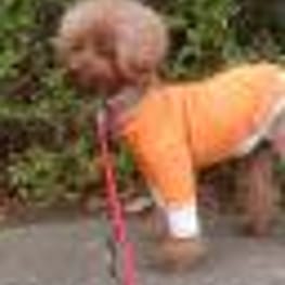 スカート/サロペット