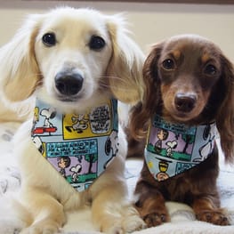 mamehanasoraさんの作品