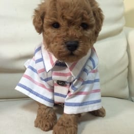 スカート/サロペット