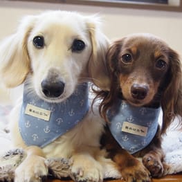 バルーンブラウス