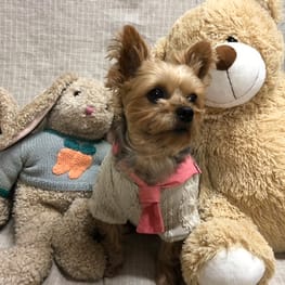 ベーシックラグランTシャツ