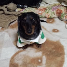 ベーシックラグランTシャツ