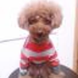 スカート/サロペット