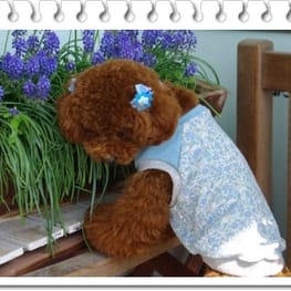 ダウンジャケット