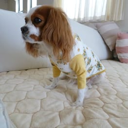 バルーンブラウス