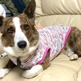 ラガーシャツ・ポロシャツ