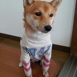 ハーネスウェア