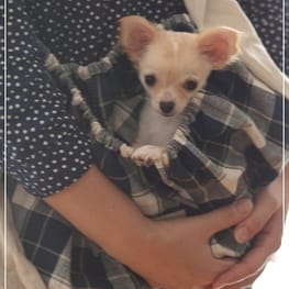 ドッグスリング