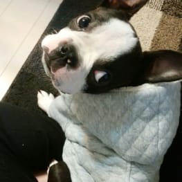 ドッグスリング