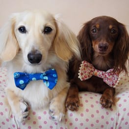 mamehanasoraさんの作品