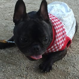 ラッフルスリーブトップス