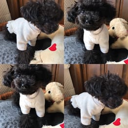 ベーシックラグランTシャツ