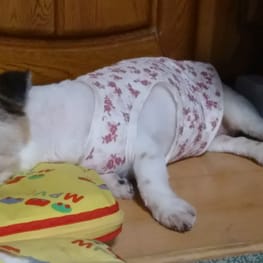 オーバーレインコート