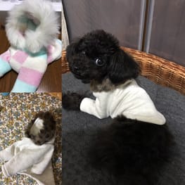 ベーシックラグランTシャツ