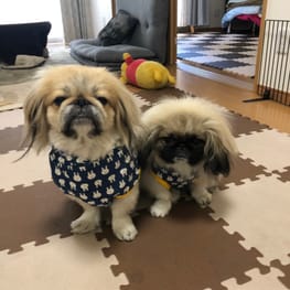 バルーンブラウス