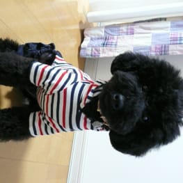 うさぎ/パンダ変身コスチューム