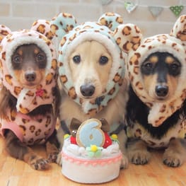 パーカー/トレーナー