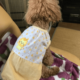 バルーンブラウス