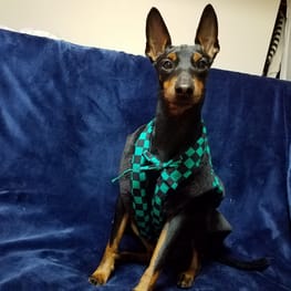 オーバーレインコート