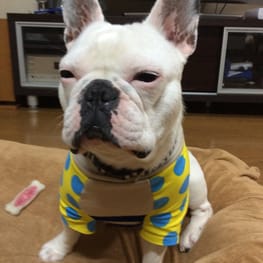 ベーシックラグランTシャツ