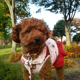 あみっちぃ。さんの作品