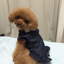 3トイプーさんの作品