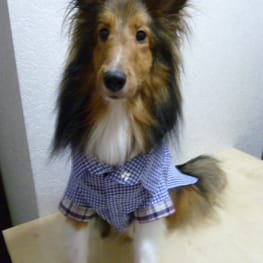 ドッグスリング