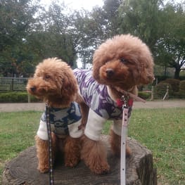 スカート/サロペット