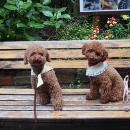 shimaさんの作品