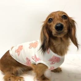 ラッフルスリーブトップス