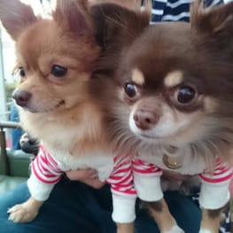 バルーンブラウス