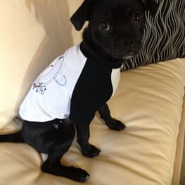 ラッフルスリーブトップス