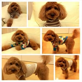 ベーシックラグランTシャツ