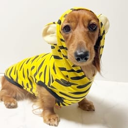 ラッフルスリーブトップス