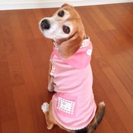 ビーグル桃さんの作品