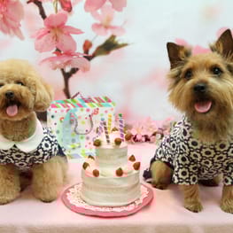 ベーシックタンクトップ&Tシャツ