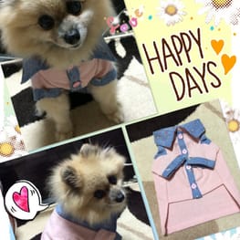 ドッグスリング