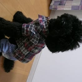 うさぎ/パンダ変身コスチューム