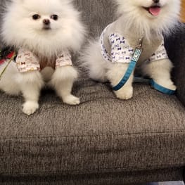 バルーンブラウス