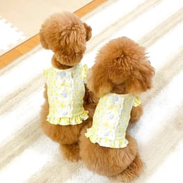 サニタリー・マナーパンツ