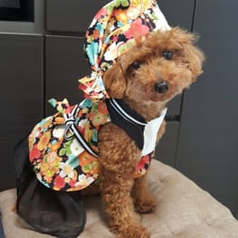 バルーンブラウス