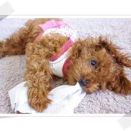 ベーシックタンクトップ&Tシャツ