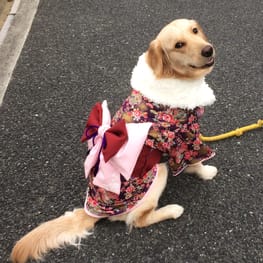 ゆきっぺさんの作品