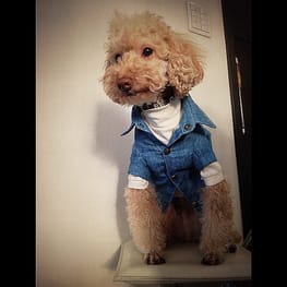 ショールカラーカーディガン