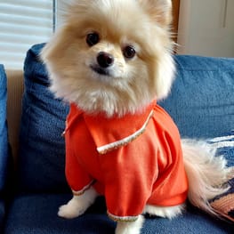 可愛いフクロウのアイロン接着のワッペン