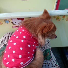 バルーンブラウス