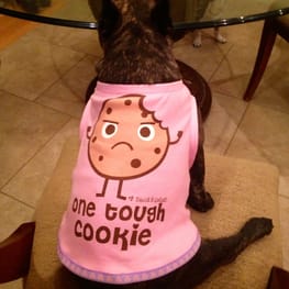 うさぎ/パンダ変身コスチューム