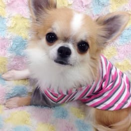 スモック/チュニック