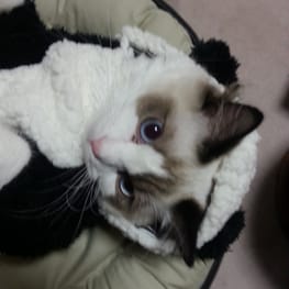 バルーンブラウス