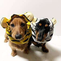 ラッフルスリーブトップス